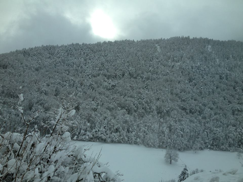sapins