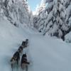 chiens-de-traineaux.jpg